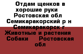 Отдам щенков в хорошие руки. - Ростовская обл., Семикаракорский р-н, Семикаракорск г. Животные и растения » Собаки   . Ростовская обл.